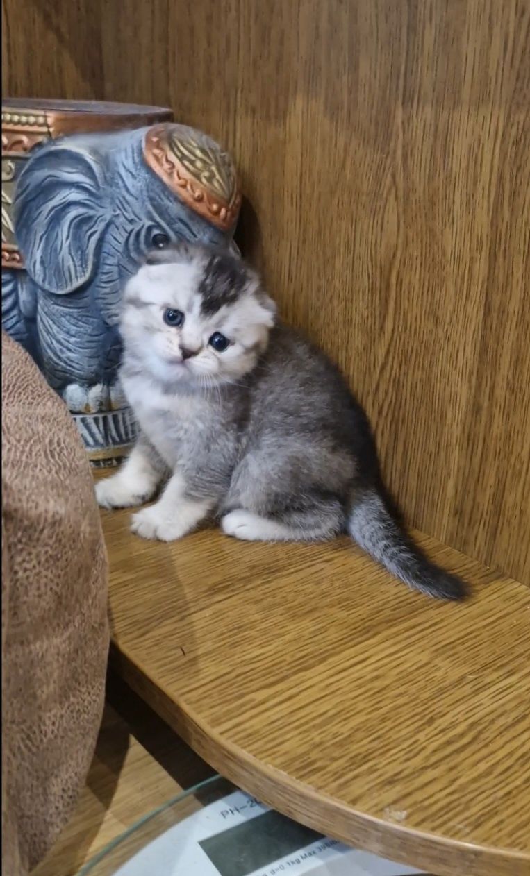 Шотландський малюк,фолд