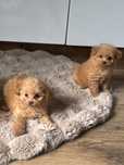 Pomapoo sunia :)