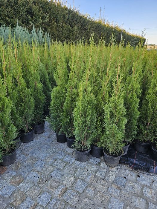 Tuja Tuje Szmaragd 120 cm 3 l