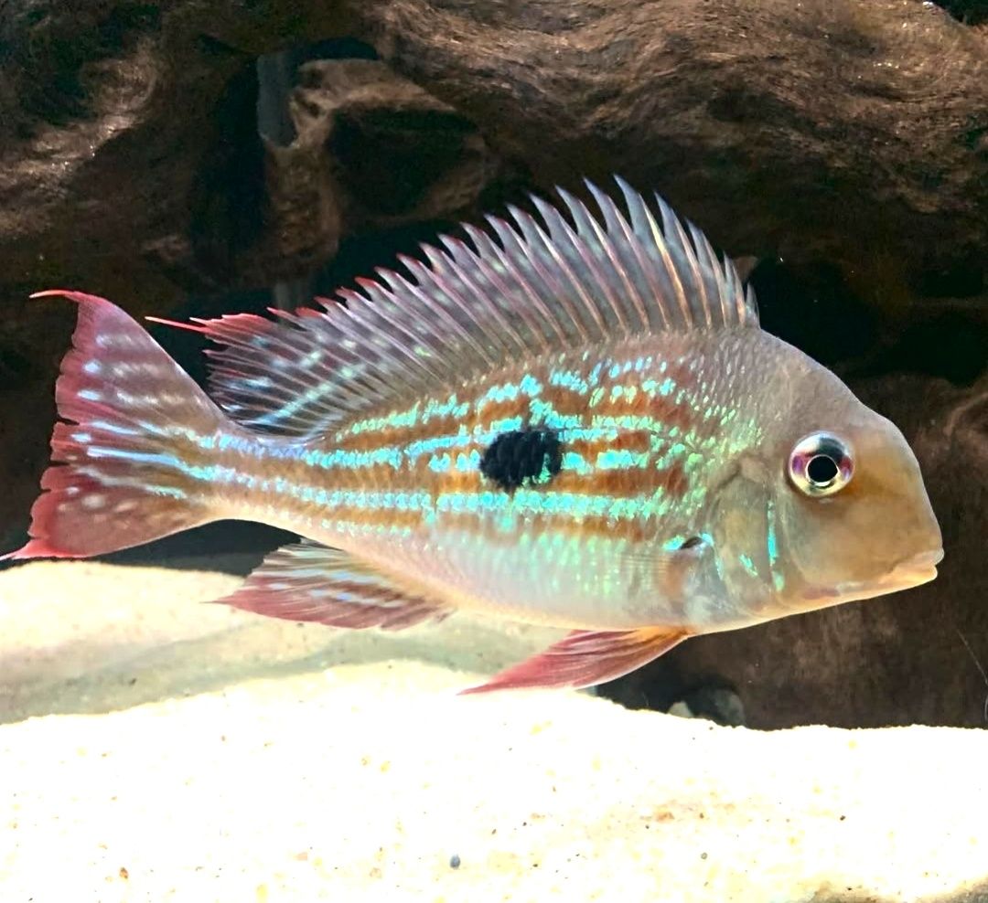 Geophagus wuinmilleri  juvenis