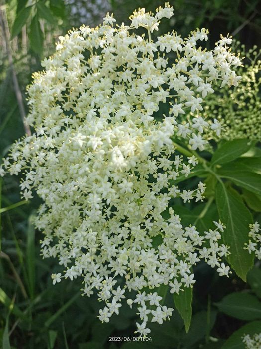 Syrop z kwiatów czarnego bzu