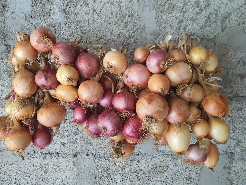 Batata, cebolas, tomates, malaguetas, tudo caseiro