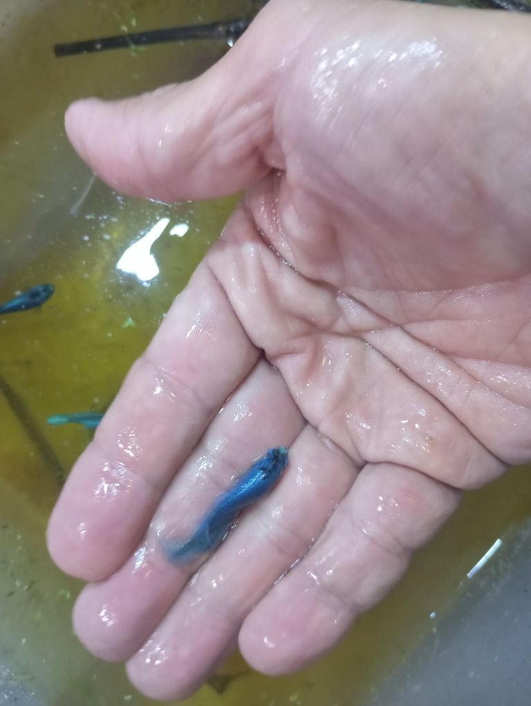 Betta Royal blue