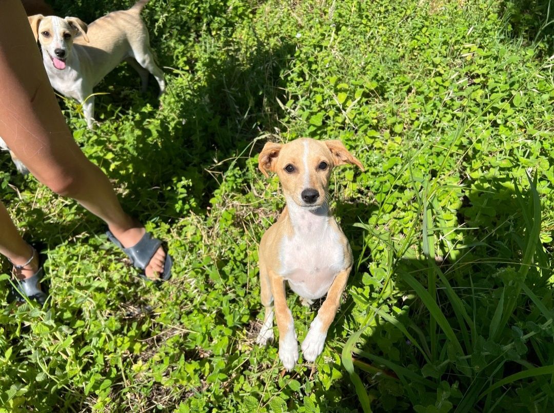 Três cães com quatro meses para adoção responsável