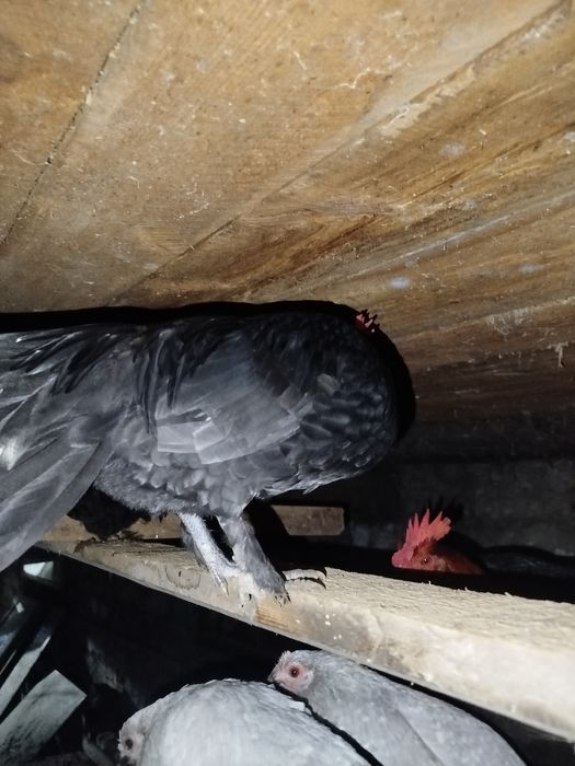 Kogut karzełek tegoroczny