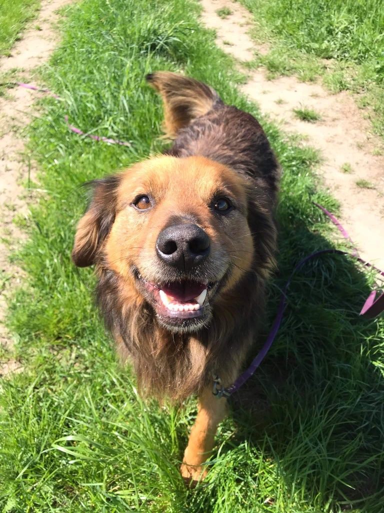 Amper cudny kudłaty psiak do adopcji
