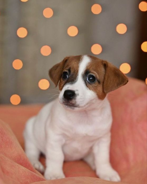 Пухнасті моторчики Джек Рассел — завжди поруч