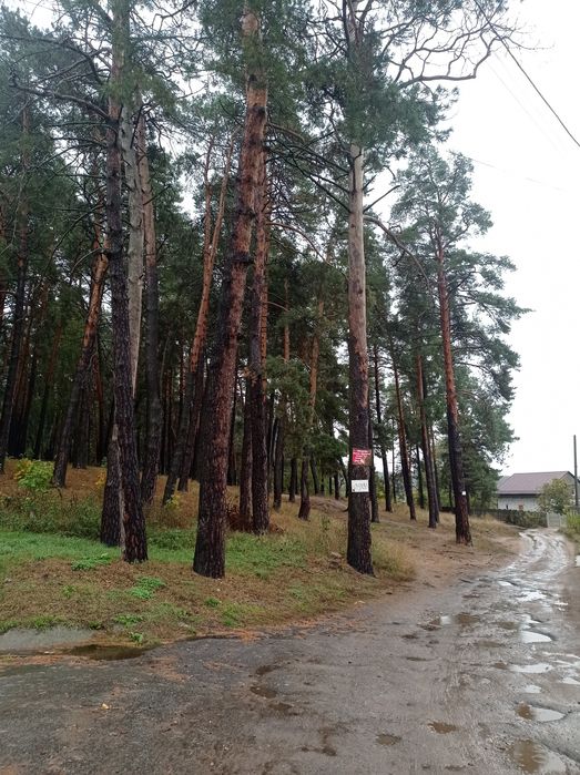 Дача на Ст. Подусовці під лісом. Ідеально для будівництва. 5 соток.