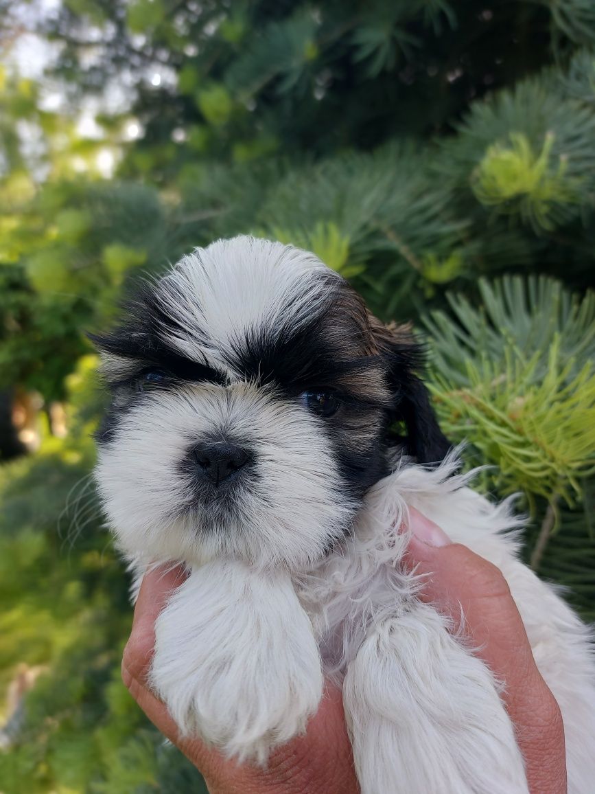 Shih-tzu piękna dziewczynka