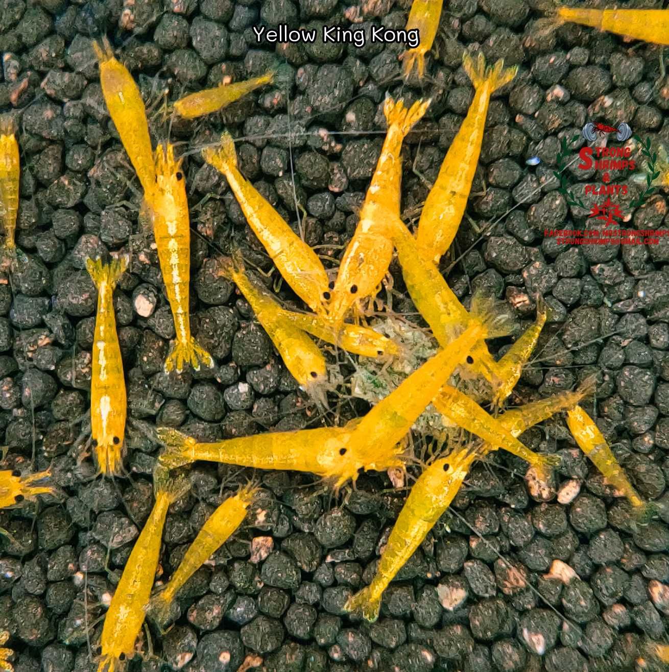 Krewetki Caridina Yellow King Kong gen Galaxy ZAMIANA GRATIS PROMOCJA
