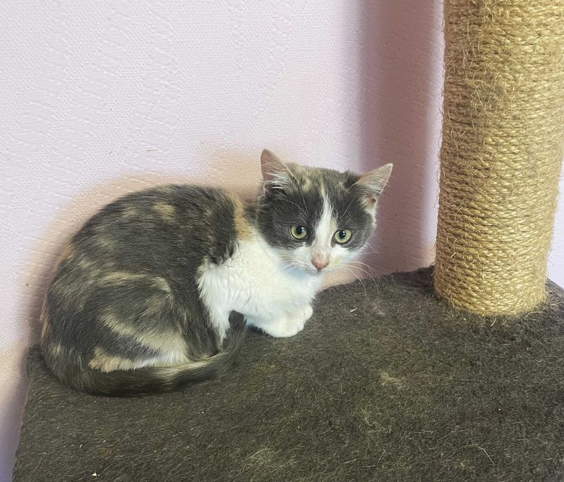 Трьохколірна кішечка, 4 міс.