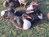 Patos Mudos casal