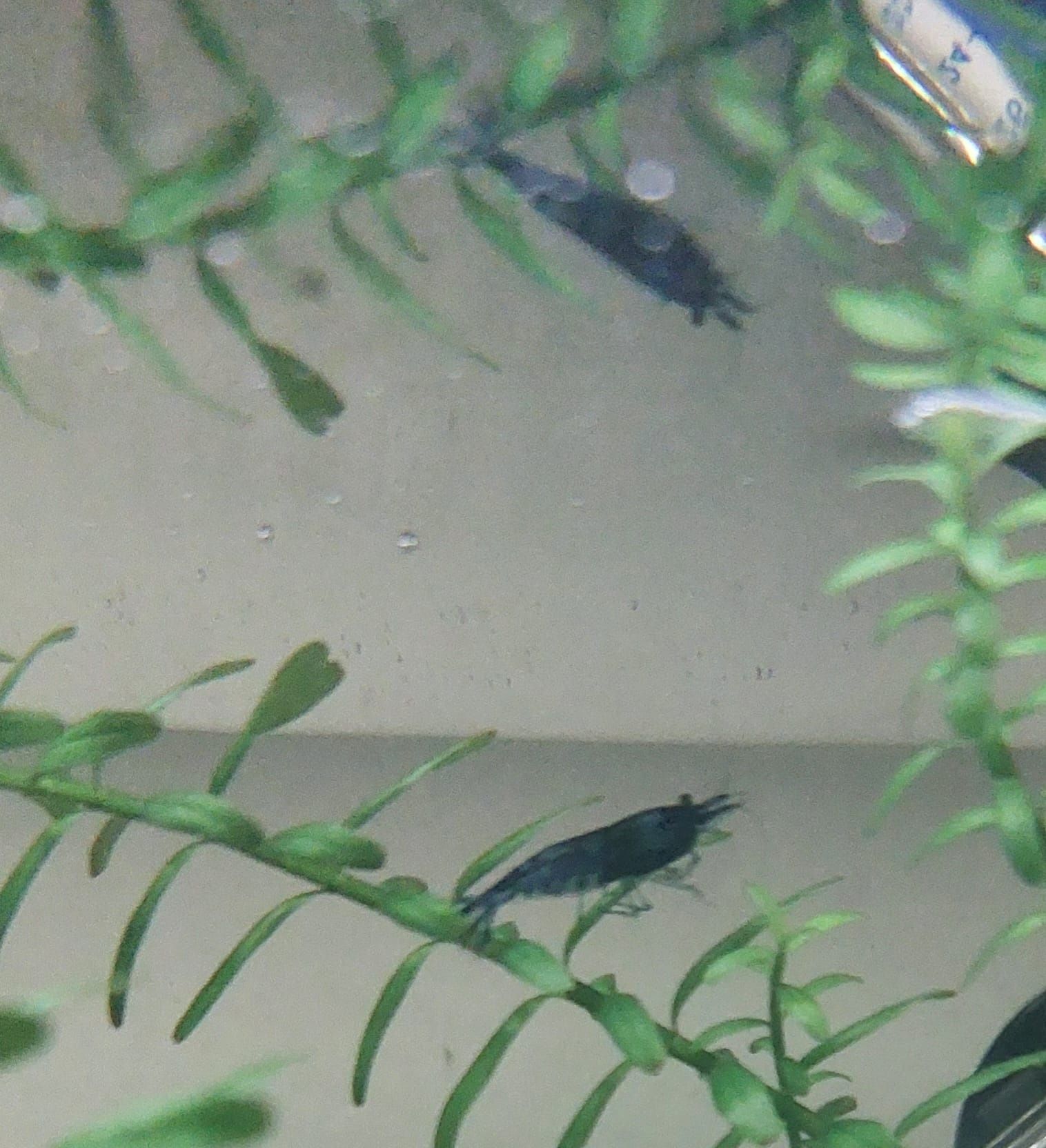 Guppy variáveis / Camarões Blue Dream