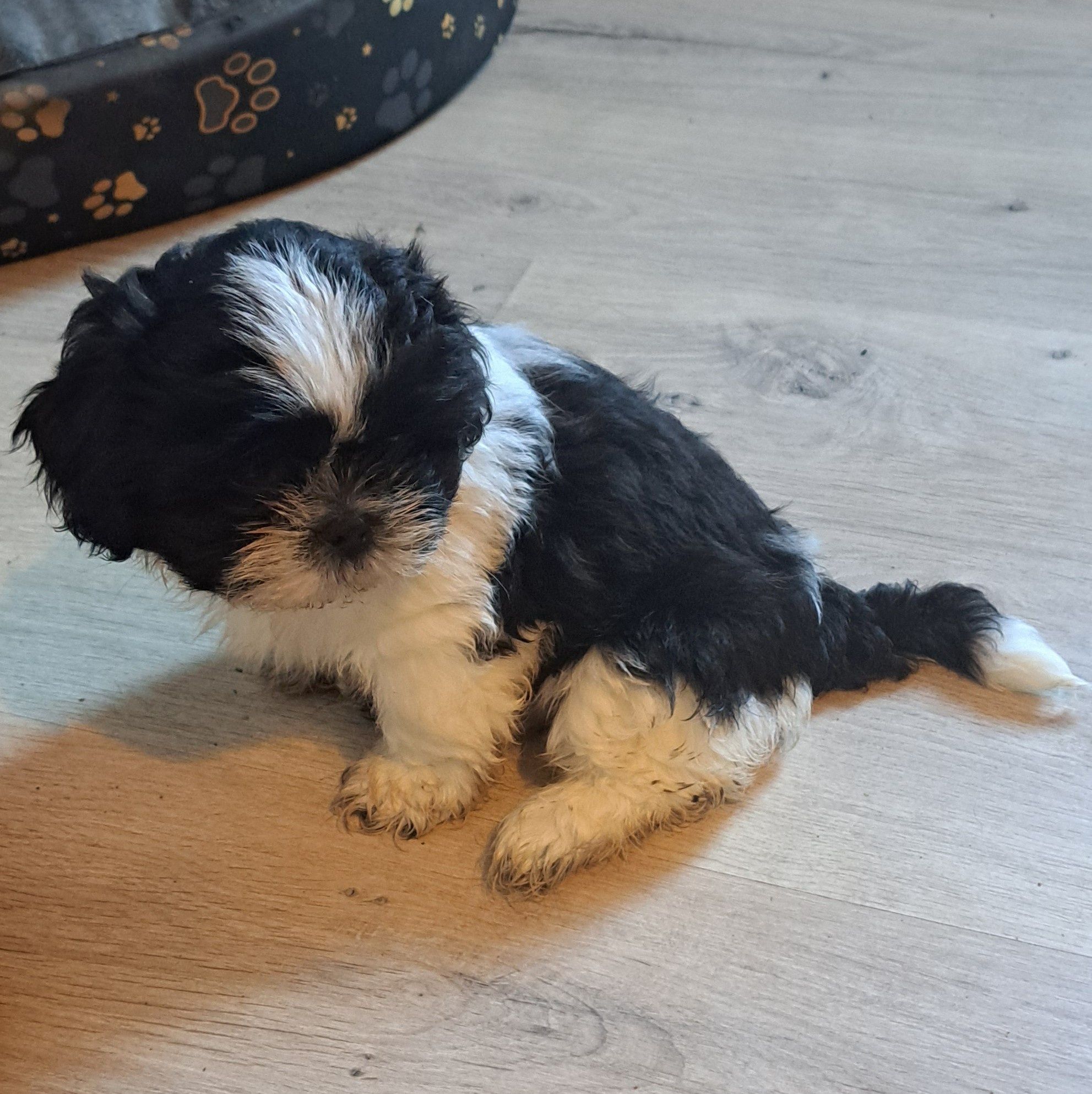 Śliczny piesek shih tzu miniaturka