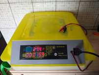 Inkubator obrotowy 56 jajek