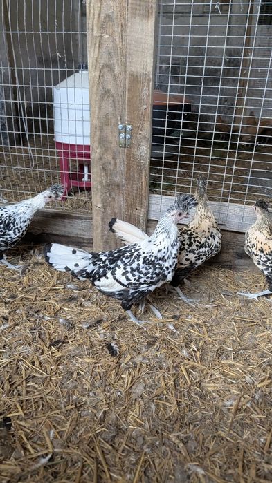 Kury Appenzeller jaja lęgowe