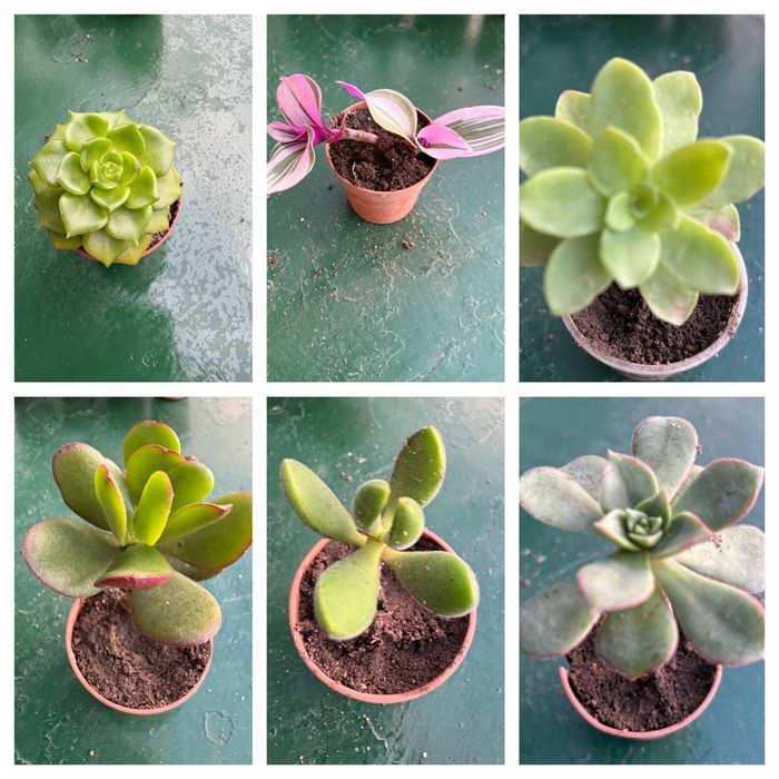 Suculentas com raizes 0,25€