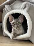 Devon Rex kocurek ur 16.12.2023