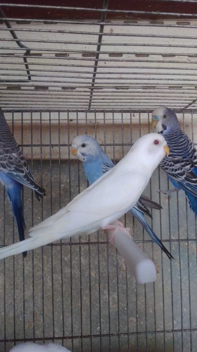 Periquitos bebes fofinhos saidos do ninho