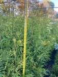 Tuja Thuja Brabant 80-90 cm