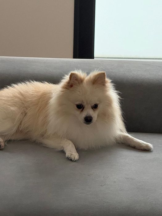 Spitz alemão menino