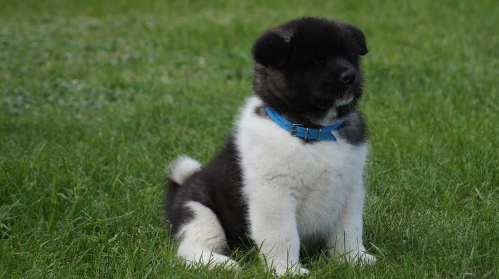 Akita Amerykanska FCI