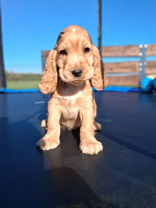 Cocker spaniel angielski