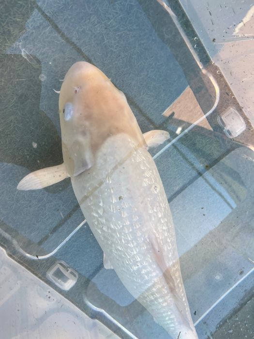 Carpa Koi Jumbo!