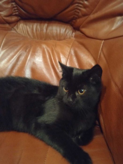 Терміново шукає новий дім