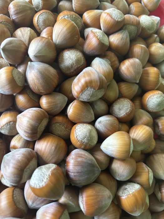 Фундук горіх , не чищений (150 грн/кг)