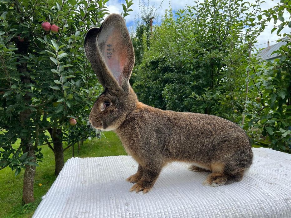 Бельгійський Велетень