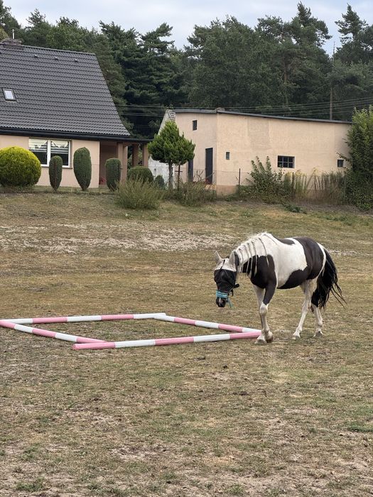 klacz srokata , ojciec APH, matka Sp