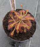 Nasiona rosiczki Drosera collinsiae x50 rosiczka
