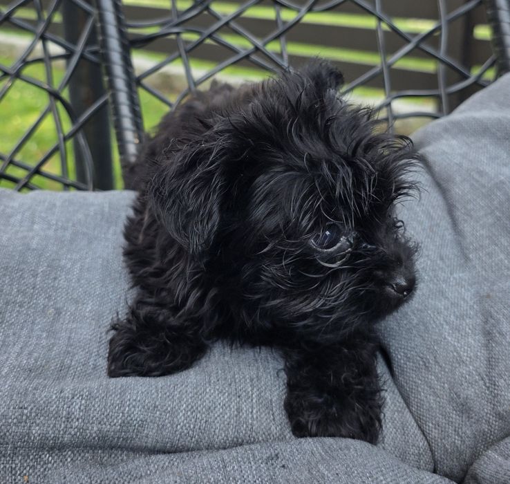 Śliczny mini  chlopczyk