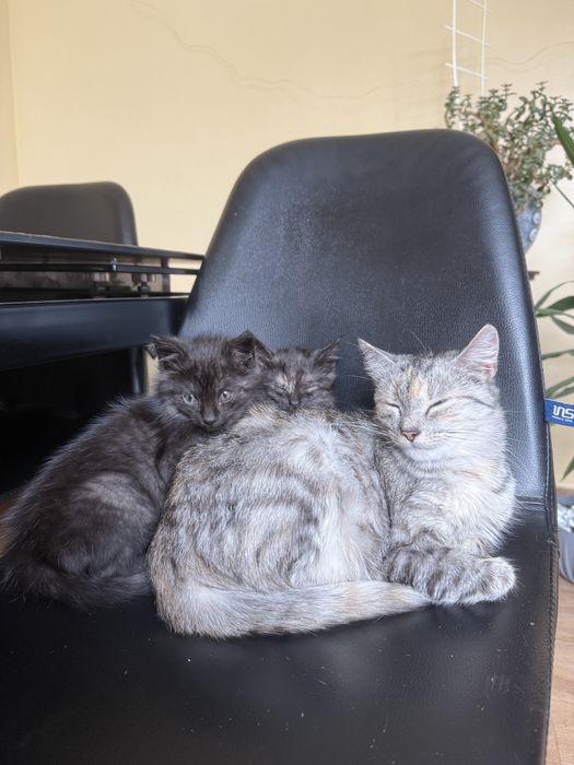 Котики в добрі руки