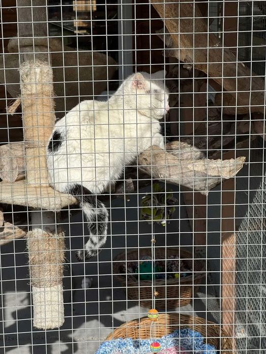 Kocurek Kortez czeka na dom