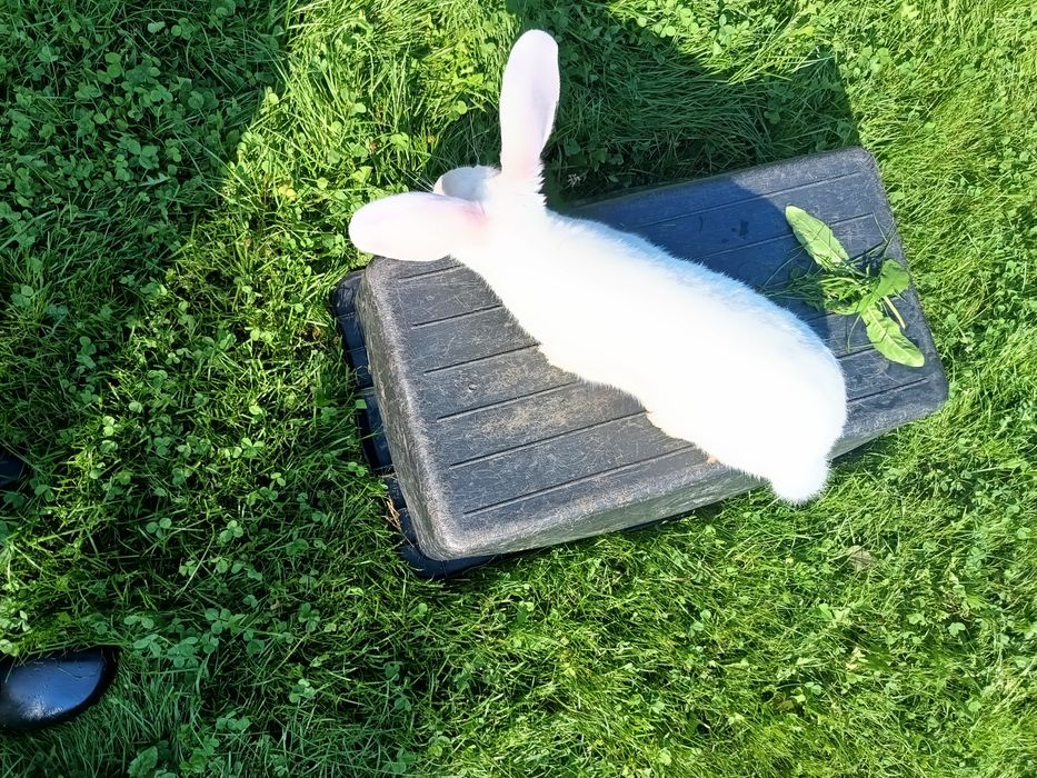 Królik ,samiec,samica termodzki biały młode Tb