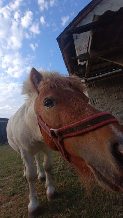 Sprzedam pięknego 2 letniego ogierka kucyka