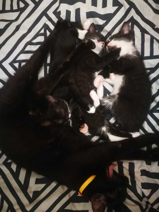 Кошеня у подарунок! Котики та кошечки 2 мес. едят все, лоток на 5!