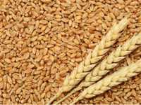 Пшениця 1 репродукція