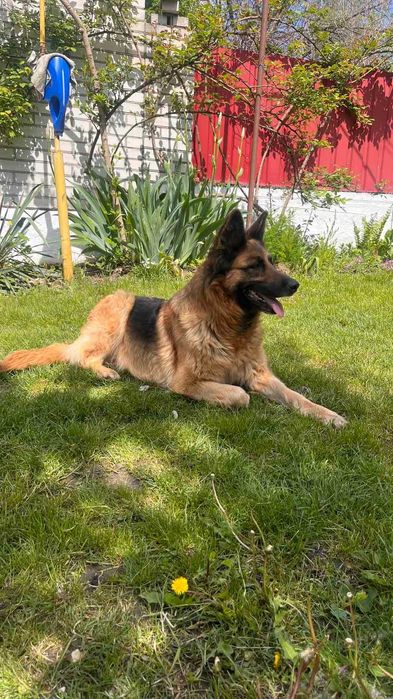 Продам кобеля німецької вівчарки 5 місяців