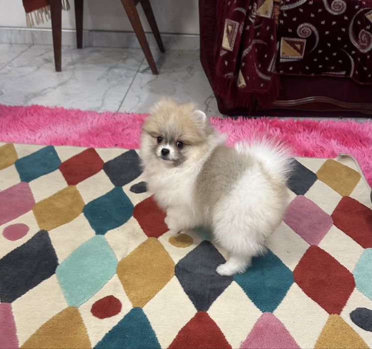 Маленька паті колорна принцеска