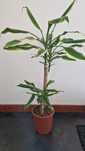 Dracaena Mix cerca de 80 cm