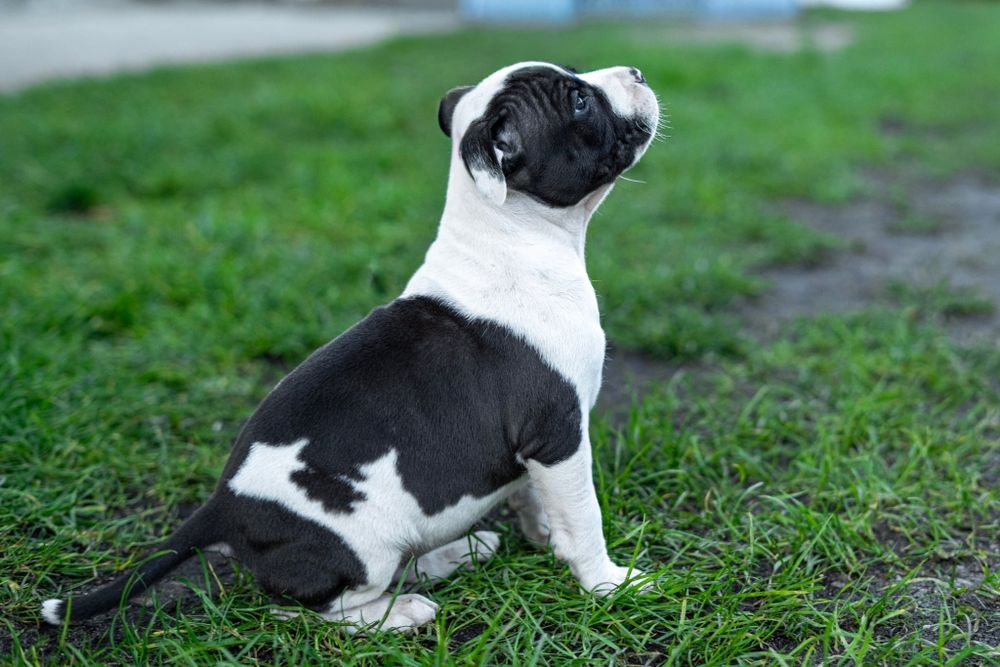 American Staffordshire terrier Zkwp FCI