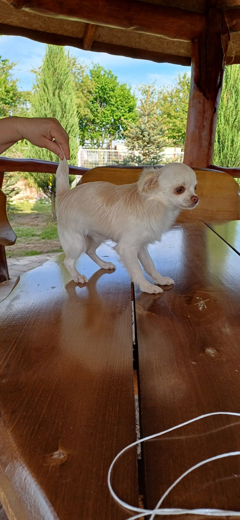 Piesek chihuahua FCI