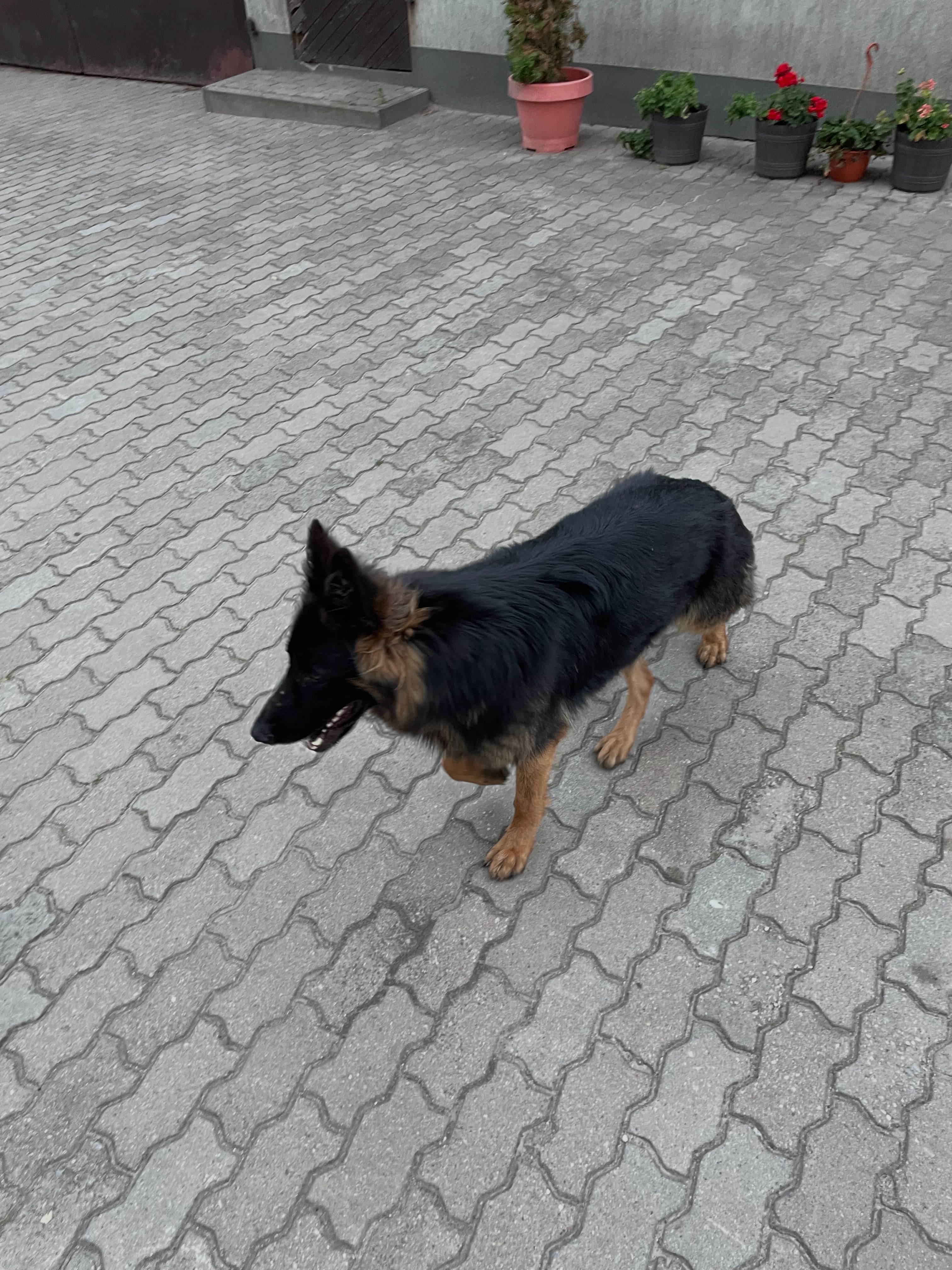 Owczarek niemiecki długowłosy