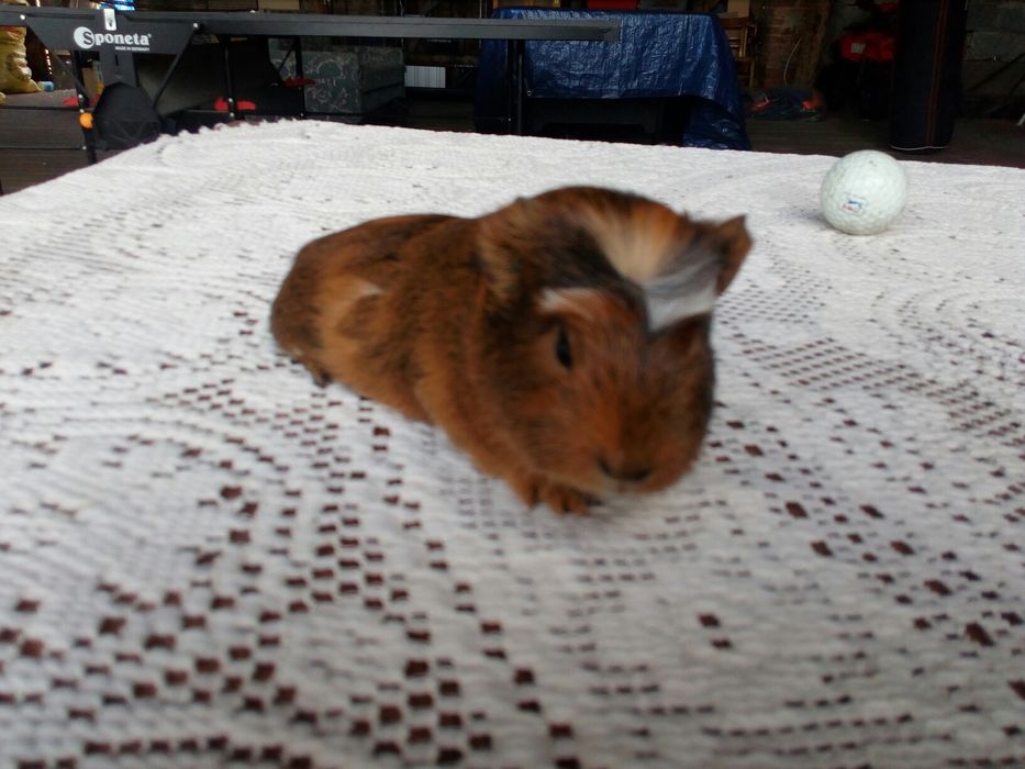 Świnka morska Kawia domowa