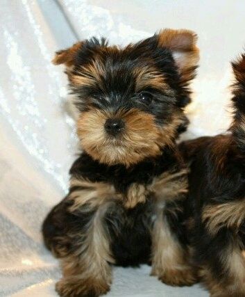 Мальчишки Йорки.