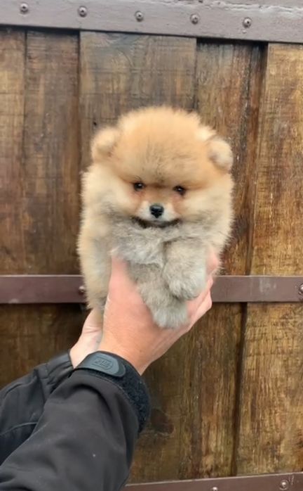 Девочка оранж Померанский Шпиц