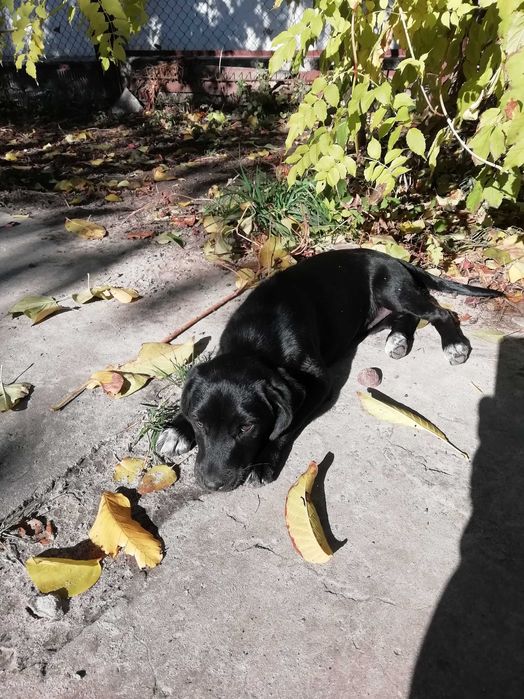 Вiддам в добрi руки песика